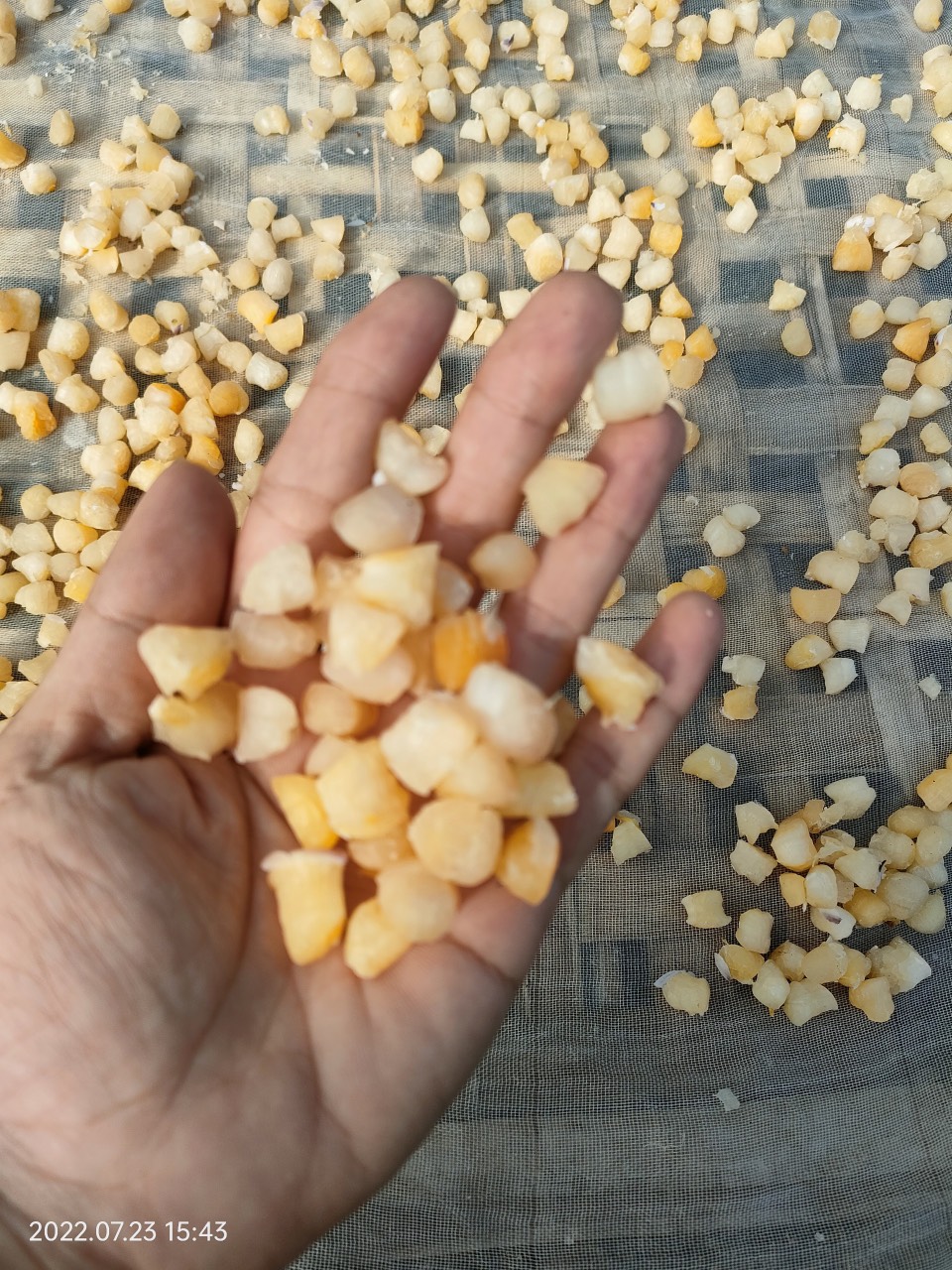 Cồi Sò Điệp khô - Gói 500g - Hình ảnh 2