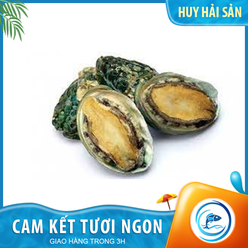 Bào Ngư Hàn Quốc size 14-16con - Khay 500g