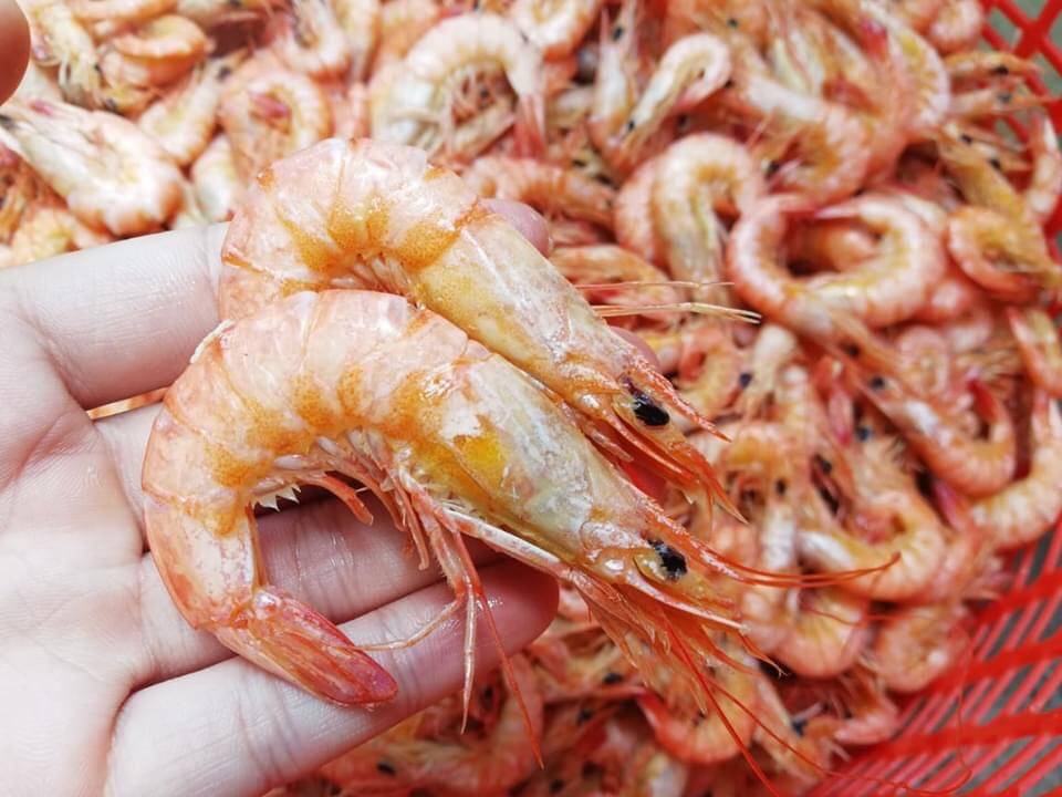 Tôm biển khô size trung - Gói 500g - Hình ảnh 2