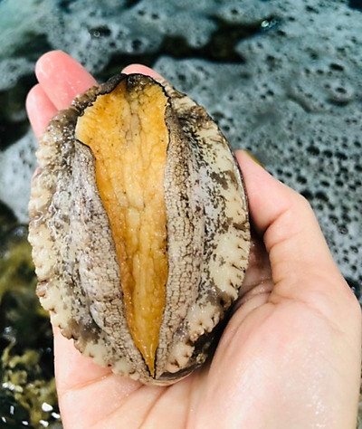 Bào ngư Hàn Quốc size 10-12 con/kg – khay 500g - Hình ảnh 2