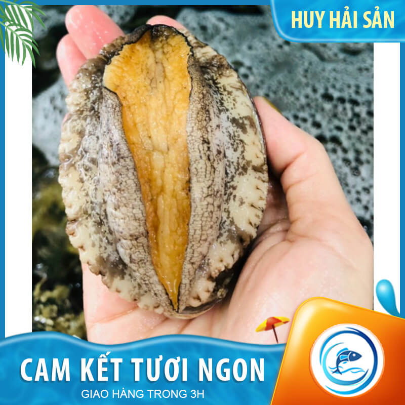 Bào ngư Hàn Quốc size 10-12 con/kg – khay 500g