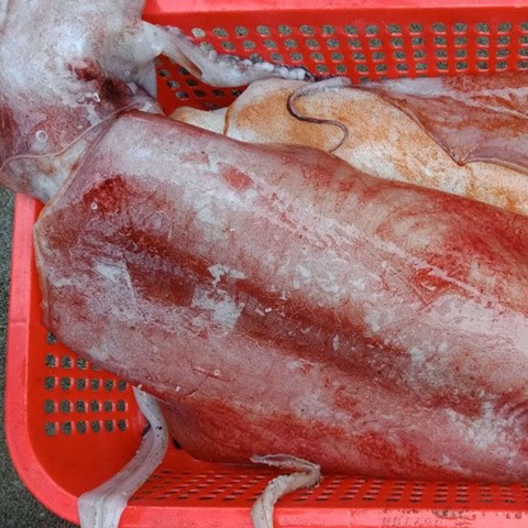 Mực lá đại dương - Kg - Hình ảnh 4