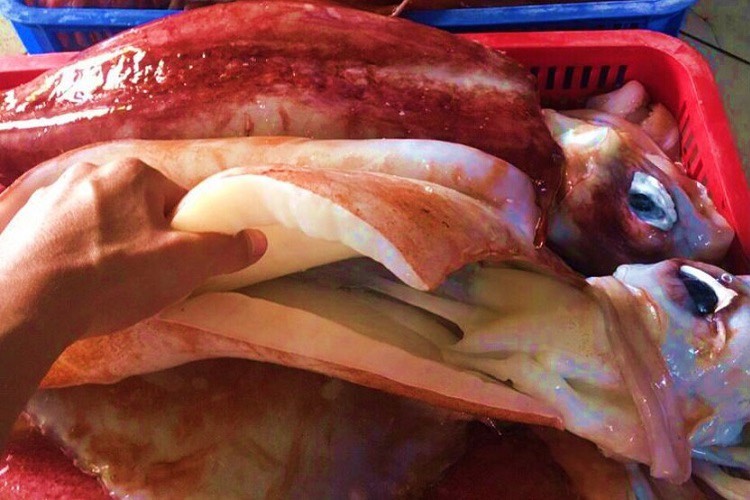 Mực lá đại dương - Kg - Hình ảnh 3