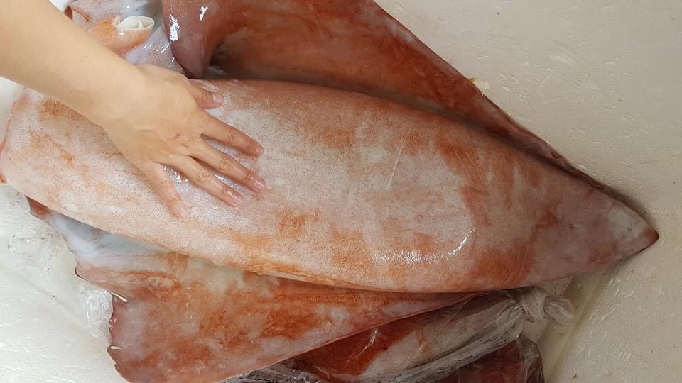 Mực lá đại dương - Kg - Hình ảnh 6