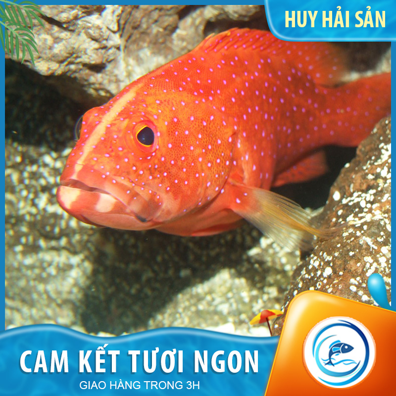 Cá Mú Đỏ nguyên con - kg