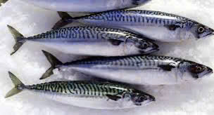 Cá Thu Tươi Sống - Kg - Hình ảnh 4