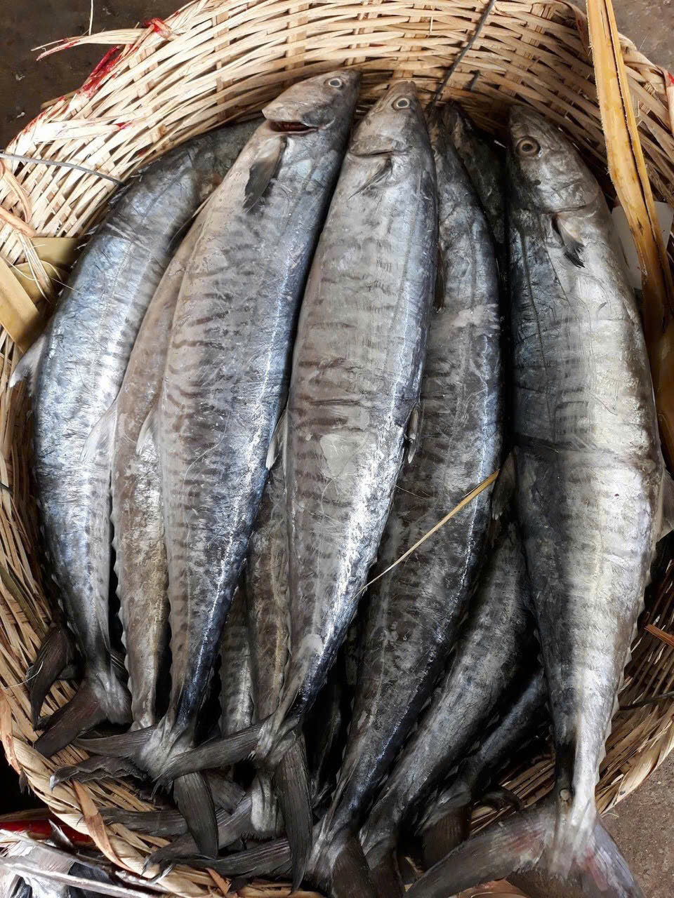 Cá Thu Tươi Sống - Kg - Hình ảnh 3