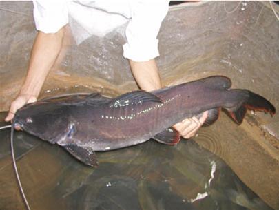 Cá Lăng Nguyên Con Sống - Kg - Hình ảnh 3
