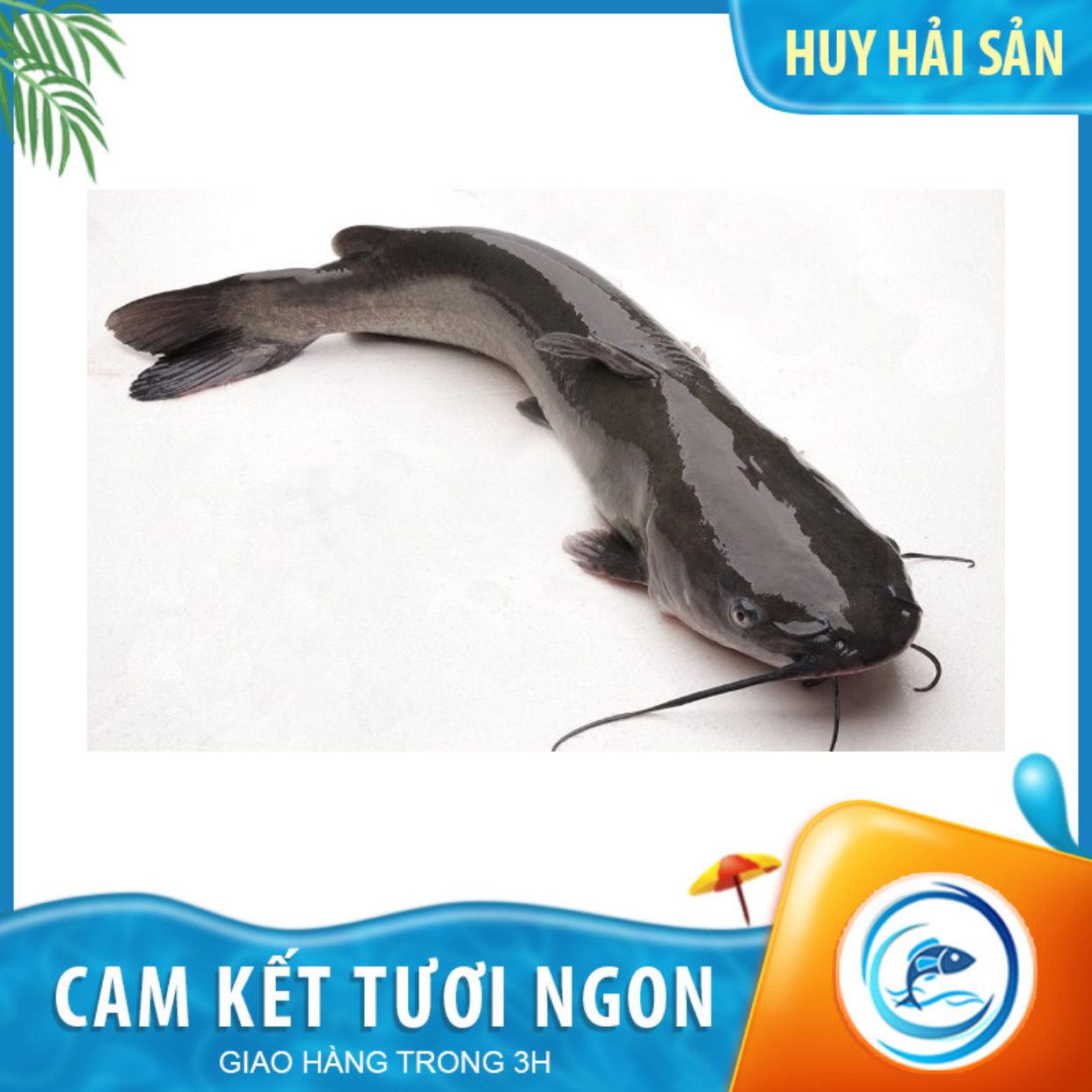 Cá Lăng Nguyên Con Sống - Kg