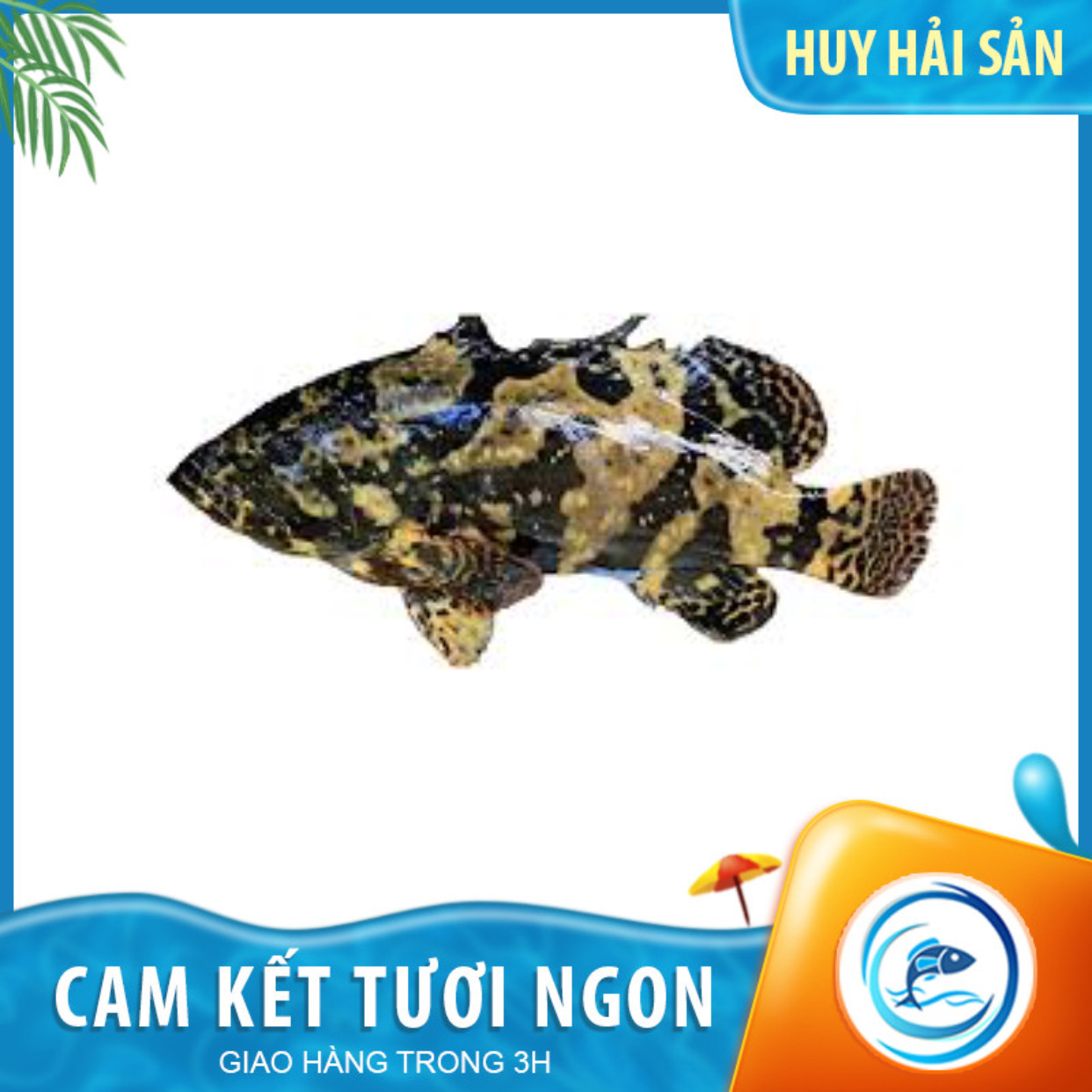 Cá Mú Trân Châu Nguyên Con Sống - Kg
