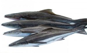 cá bớp nguyên con sống