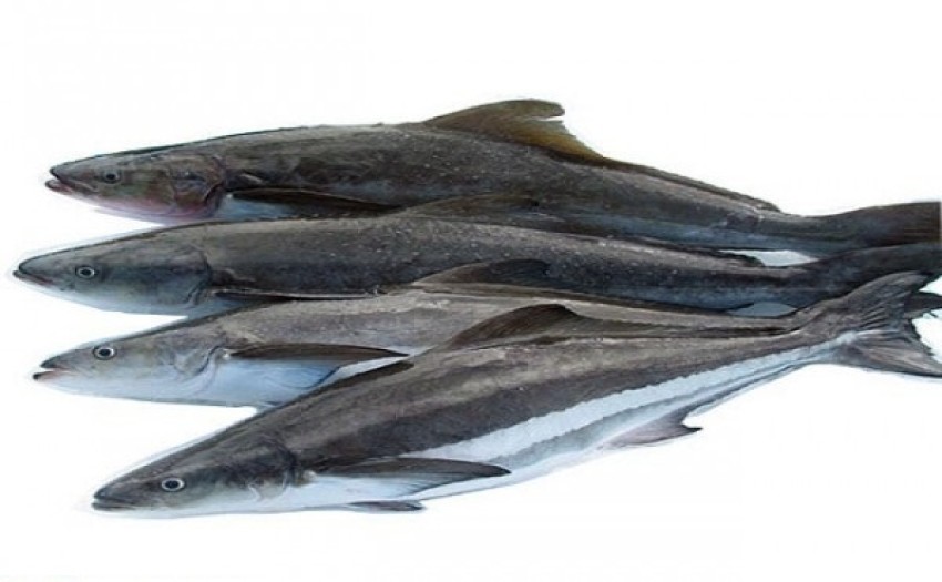 cá bớp nguyên con sống