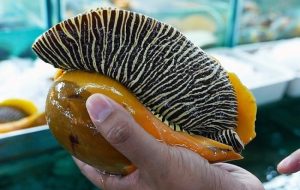 ruột ốc giác vàng
