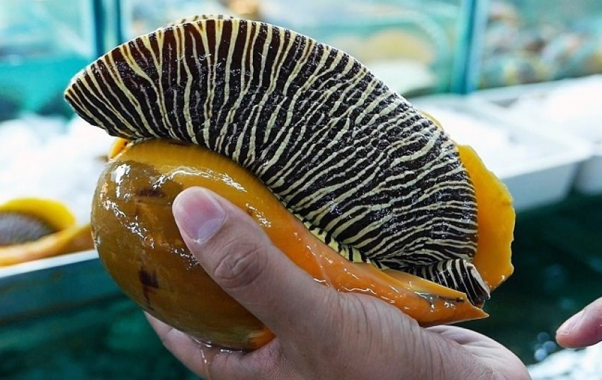 ruột ốc giác vàng