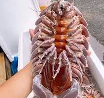 Bọ Biển Sống - Kg - Hình ảnh 2